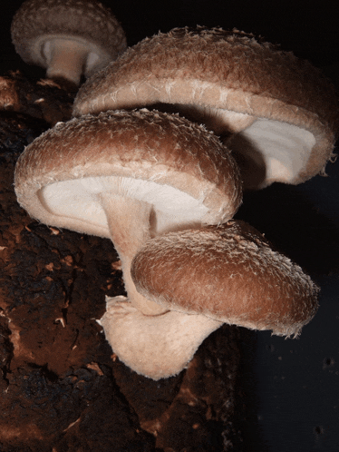 a group of mushrooms are growing on a tree trunk