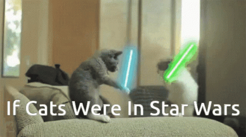 Cute Cat Star Wars Meme Fight GIF - Cute Cat Star Wars Meme Fight Cute GIFs