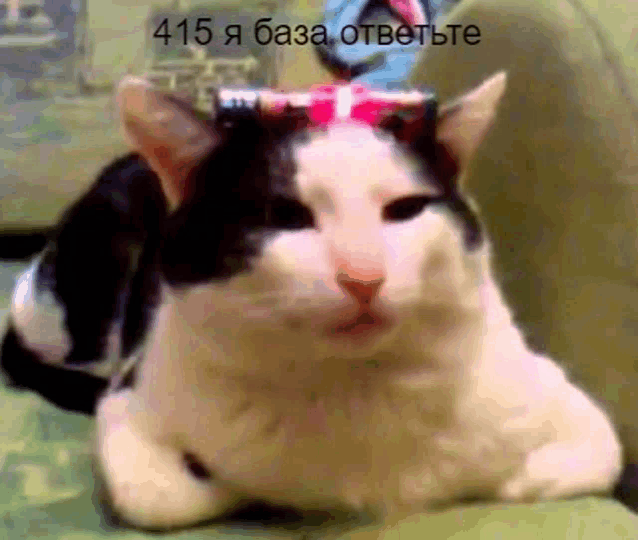 a black and white cat with a bow on its head