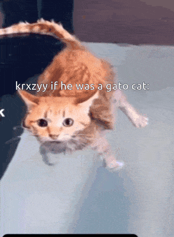 a cat is walking on a table with the caption krxzyy if he was a gato cat .
