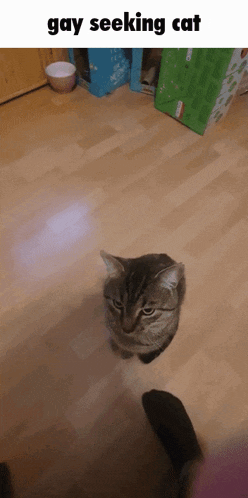a cat is sitting on a wooden floor with the caption gay seeking cat