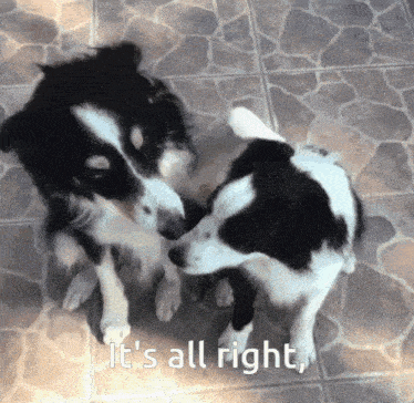 two black and white dogs looking at each other with the words it 's all right