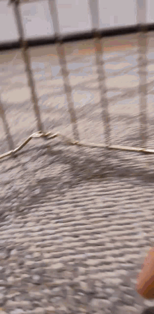 a close up of a person 's feet walking on a wooden floor .