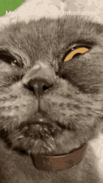 a close up of a cat 's face with the words " my reaction to that information " below it