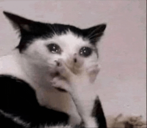 a black and white cat is crying while holding its nose .