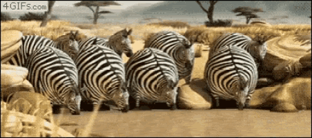 a gif of a herd of zebras with the website 4gifs.com visible