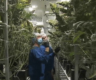 a man wearing a mask is standing in a greenhouse