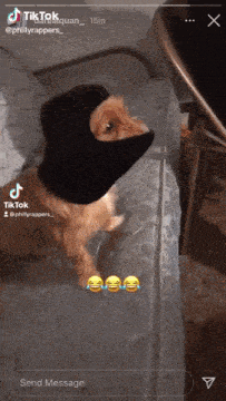 a cat wearing a black balaclava on a bed