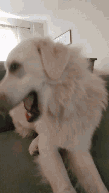 Dog Spin Dog GIF - Dog Spin Dog Pyrenees GIFs