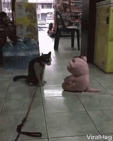 Viralhog Cat GIF - Viralhog Cat Attack GIFs