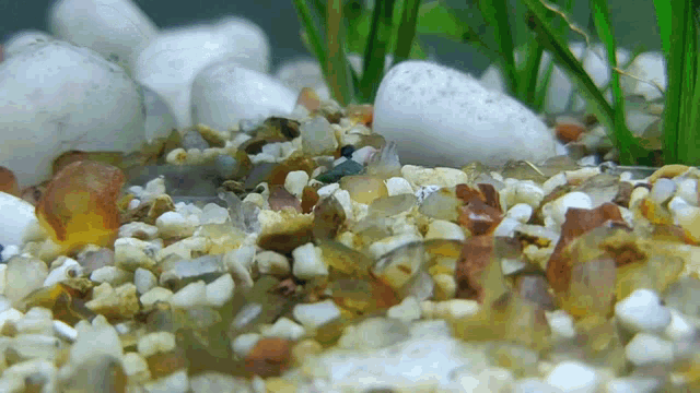 a close up of a pile of rocks in a fish tank