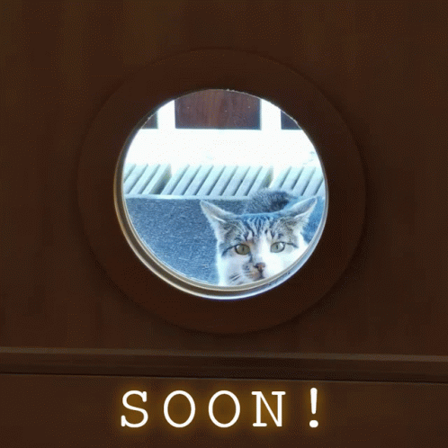 Soon Cat GIF - Soon Cat Kitten GIFs