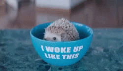 Morning Hedgehog GIF - Morning Hedgehog Goodmorning GIFs