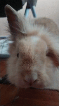 Tobias Bunny GIF - Tobias Bunny Rabbit GIFs