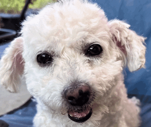 a close up of a white poodle 's face with a blue background