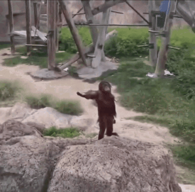 Monkey Hand Out Give Me Orangutan GIF - Monkey Hand Out Give Me Orangutan Give Me GIFs