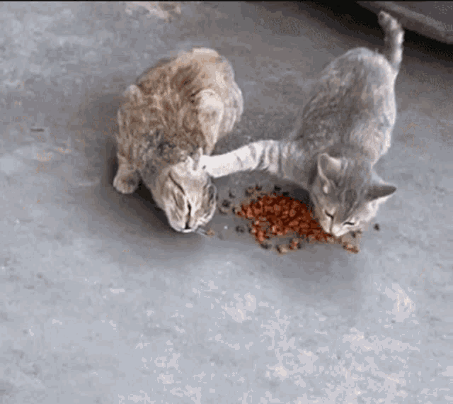 Cat Cant Wait GIF - Cat Cant Wait Cate GIFs