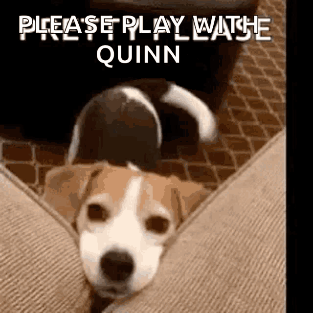 a brown and white dog is laying on a couch with the words `` please play with quinn '' written on the bottom .