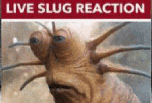 Live Slug Reaction GIF - Live Slug Reaction Slug GIFs