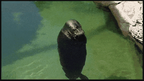 a seal is standing in a body of water with the word bread visible
