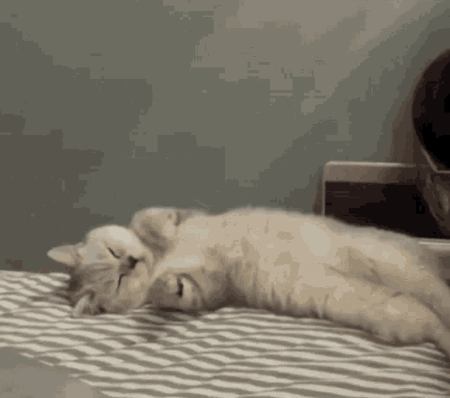 a cat is sleeping on its back on a bed with a striped blanket .