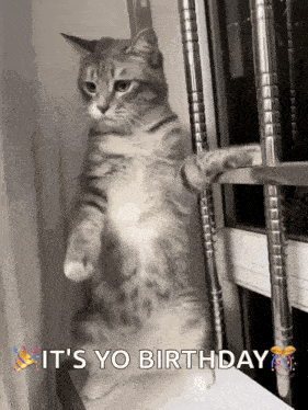 a cat is standing on its hind legs in front of a window and says it 's yo birthday .