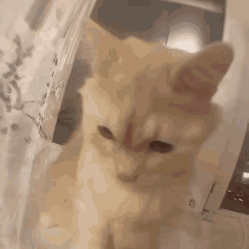 Cat Bite Camera GIF - Cat Bite Cat Bite GIFs