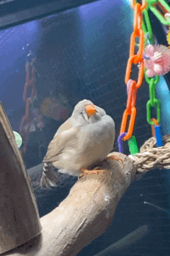 a small bird with an orange beak is perched on a tree branch