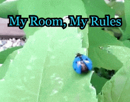 a ladybug is sitting on a green leaf with the words my room my rules below it