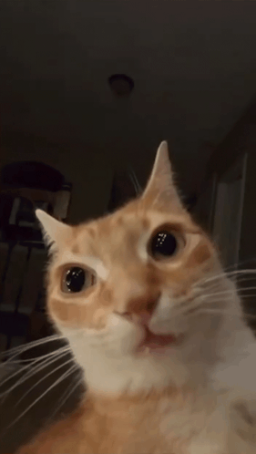 Orange Cat Stare GIF