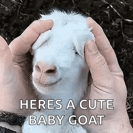a person is holding a baby goat in their hands and it is smiling .