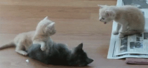Kittens Throw Up GIF - Kittens Throw Up Nasty GIFs