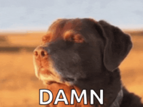 a close up of a dog 's face with the word damn on it