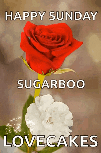 a red rose and a white flower with the words happy sunday sugarboo lovecakes on the bottom