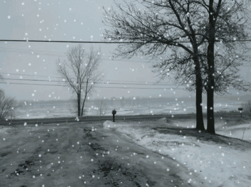 snow is falling on a snowy road with trees