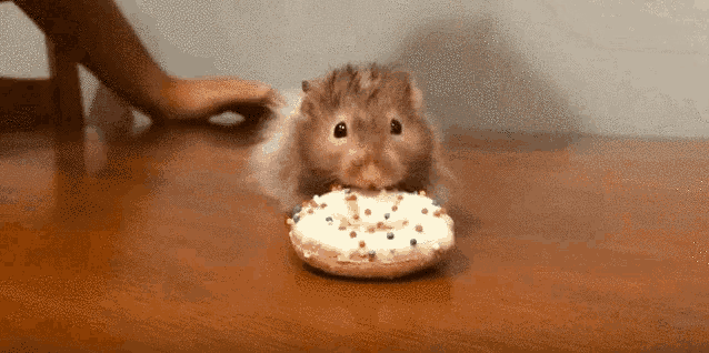 a hamster is eating a donut with frosting and sprinkles on it .