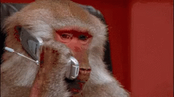 Monkey Phone Call GIF - Monkey Phone Call Serious Call GIFs