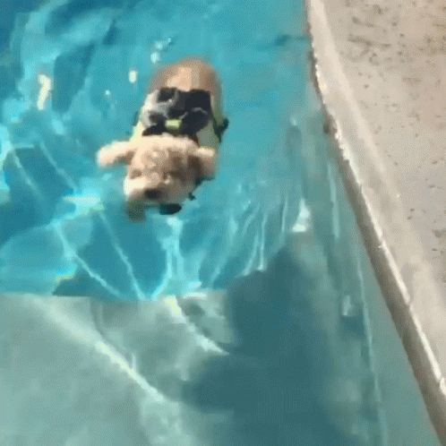 George The Poodle King GIF