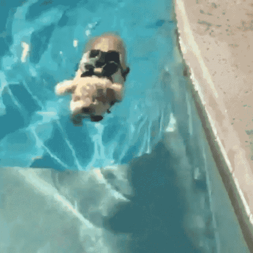 a dog is swimming in a pool with sunglasses on