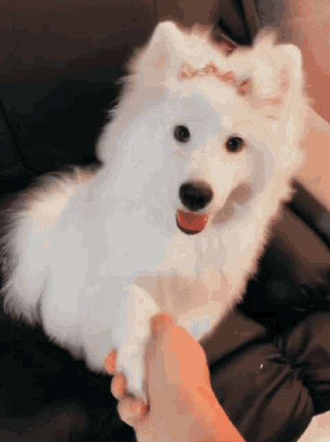a person is holding a white dog 's paw while it looks at the camera