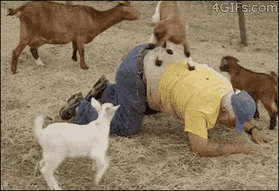 a man in a yellow shirt is kneeling down with a group of goats around him .