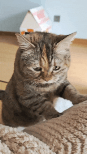 a cat sitting on a couch with a small house in the background