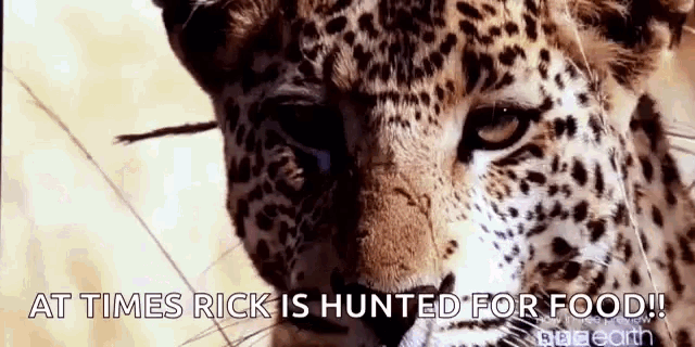 At Times Rick Is Hunted For Food Leopard GIF - At Times Rick Is Hunted For Food Leopard Squirrel GIFs
