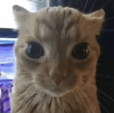 a close up of a cat 's face looking at the camera with a blurry background .