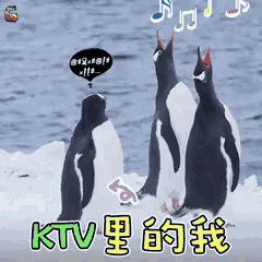 a group of penguins standing on ice with ktv written on the bottom right