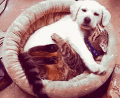 a puppy and a cat are laying in a cat bed