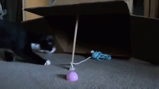 Cat Trap Is Go GIF - Cat Trap Cats GIFs