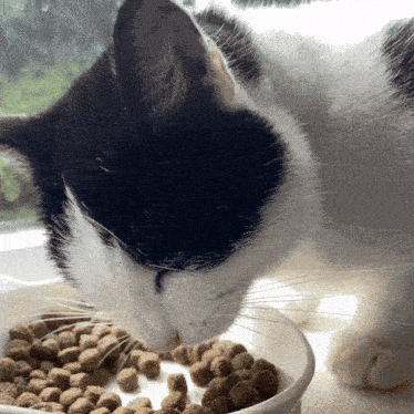 a black and white cat is eating from a bowl of cat food