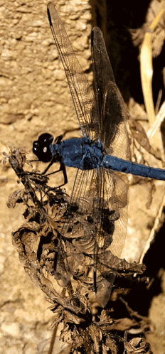 Dragonfly Blue Dragonfly GIF - Dragonfly Blue Dragonfly GIFs
