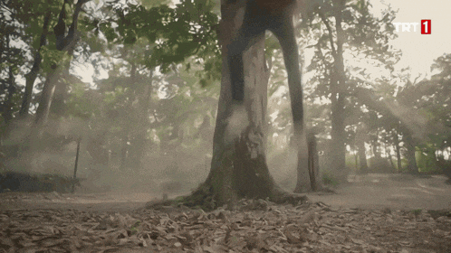 a tree in the middle of a forest with trt1 written on the bottom